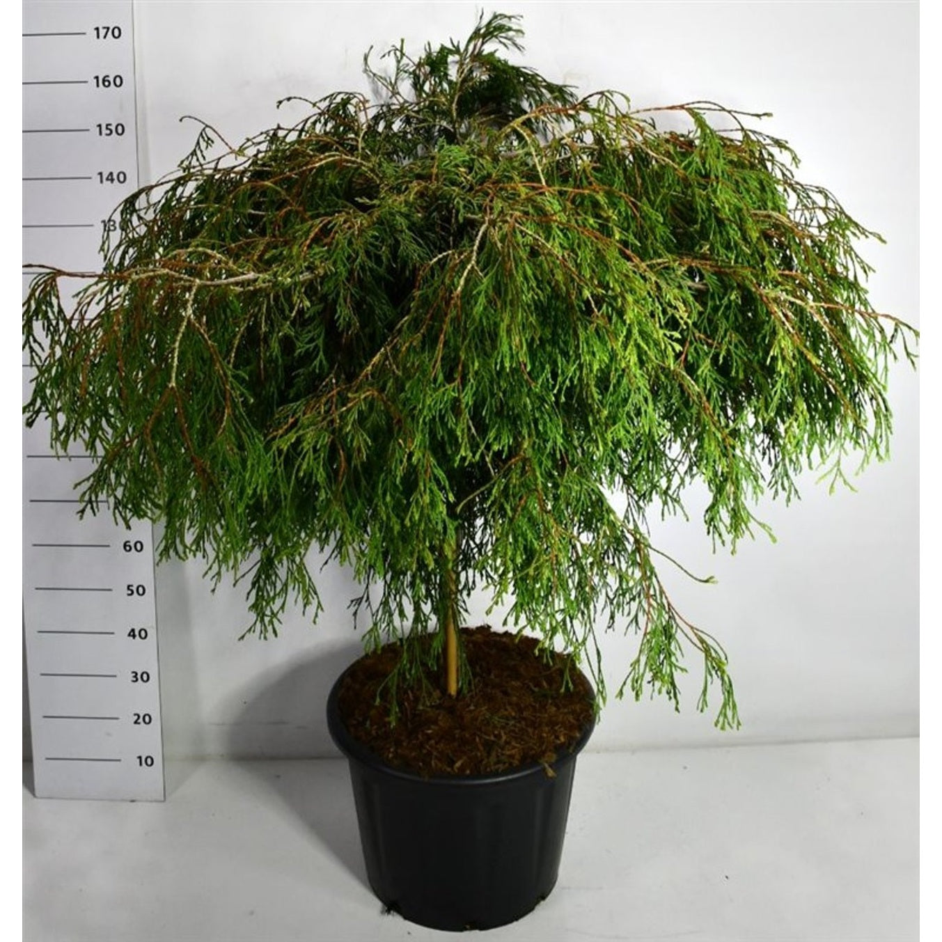 Thuja – Thuja plicata 'Kager's Beauty' - C65 90 cm. Stam